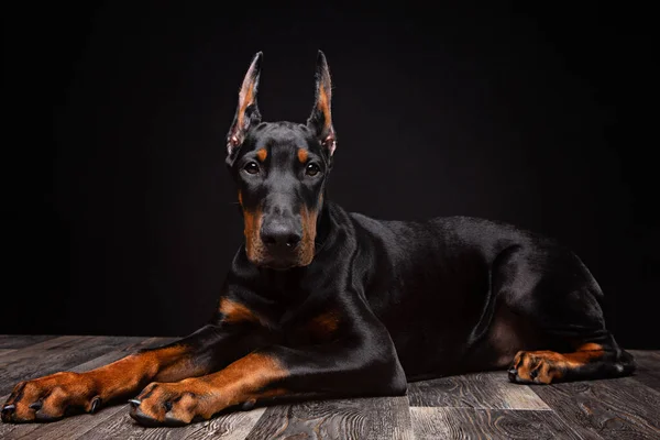 Négyhónapos Doberman Kölyök Pózol Egy Stúdióban Fekete Háttér — Stock Fotó