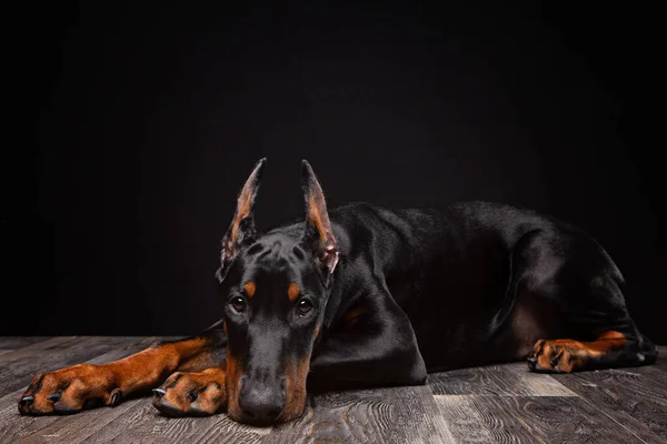 4ヶ月前のドバーマンの子犬が黒の背景にスタジオでポーズをとって — ストック写真