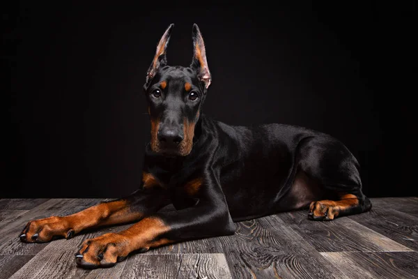 Négyhónapos Doberman Kölyök Pózol Egy Stúdióban Fekete Háttér — Stock Fotó