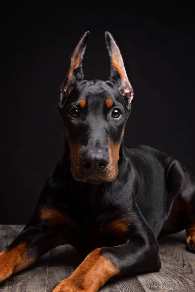 Cachorro Doberman Cuatro Meses Posando Estudio Sobre Fondo Negro — Foto de Stock
