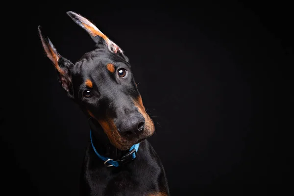 Dört Aylık Doberman Köpeği Siyah Arka Planda Bir Stüdyoda Poz — Stok fotoğraf