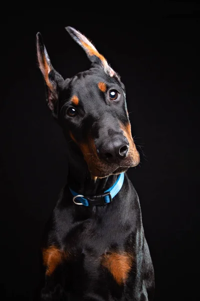 four-month old Doberman puppy posing in a studio on black background