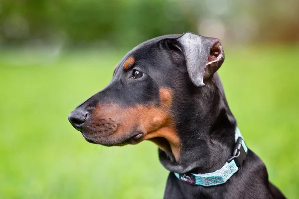 Cachorrinho Doberman Quatro Meses Sentado Uma Grama — Fotografia de Stock