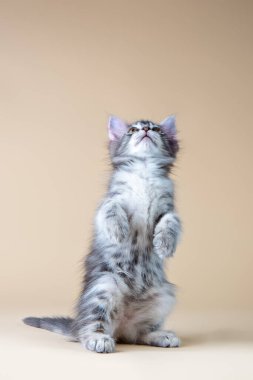 Bej arka plandaki kedi yavrusu yukarı bakıyor.