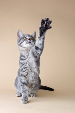 Bej arka planda bir kedi uzanır