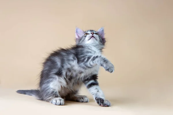 Kitten Beige Background Looking — Stock Photo, Image