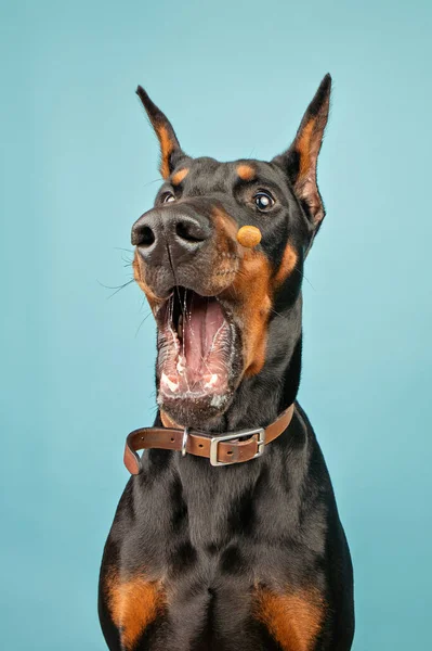 Rolig Dobermann Blå Bakgrund Fånga Godsaker — Stockfoto