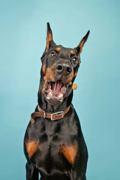 Divertido Dobermann Azul Fondo Captura Golosinas —  Fotos de Stock