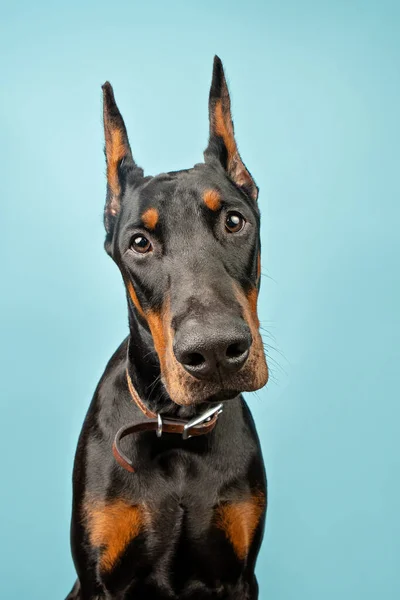 Dobermann Fundo Azul Olhando Para Câmera — Fotografia de Stock