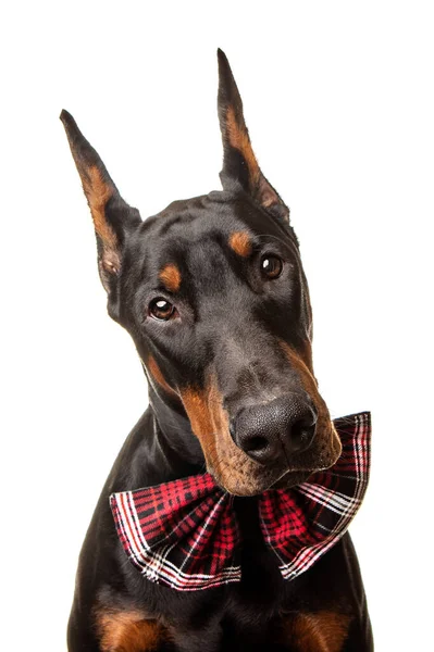 Retrato Estudio Doberman Posando Sobre Fondo Blanco Con Pajarita Roja —  Fotos de Stock