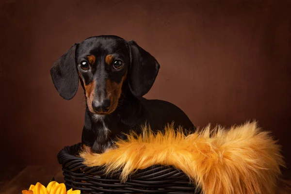 Studio Portret Van Een Zwarte Roest Teckel Met Zonnebloemen — Stockfoto