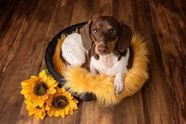 Studio Portret Van Een Piebald Teckel Met Zonnebloemen — Stockfoto