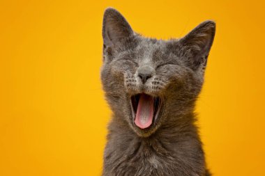 Sarı arka planda esneyen gri kedi yavrusu