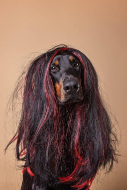 Peruk takan bir doberman.