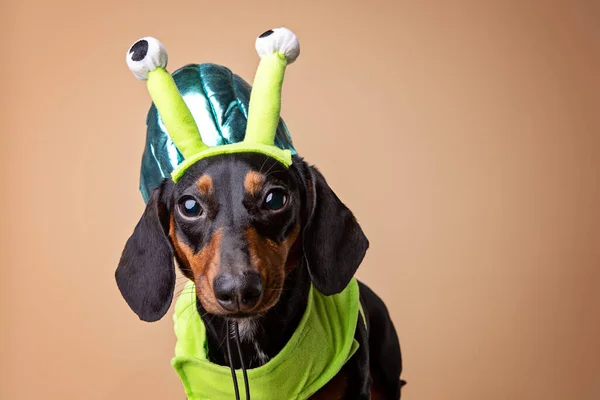 Black and rust dachshund in a Halloween costume — Stock Image Black Rust Dachshund Halloween Costume Stock Image