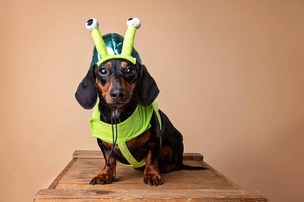 Black and rust dachshund in a Halloween costume — Stock Image Black Rust Dachshund Halloween Costume Stock Photo