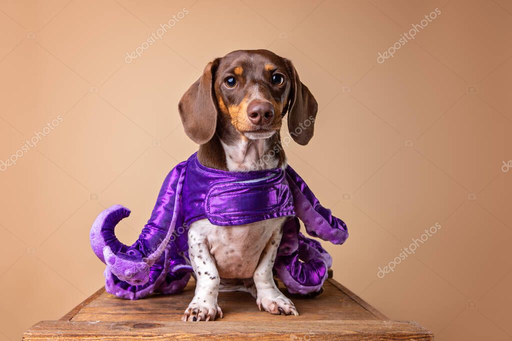 Bassotto Piebald Costume Halloween — Foto stock di ©