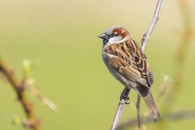 Bir erkek eve serçe kuşu (passer domesticus) Closeup çitlerinde yiyecek arama