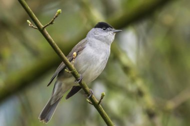 Avrasya ötleğen (Sylvia atricapilla), ağaç ve çalı dalları bahar sezonu boyunca yiyecek arama