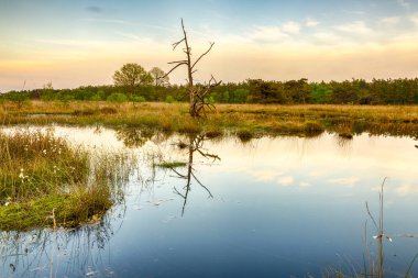 Ağaç günbatımı sırasında sulak ve moorland Milli Parkı Groote Zand Hooghalen Drenthe yakınındaki üzerinde yansıması ile.