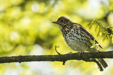 Bir ağaçta şarkı şarkı pamukçuk Turdus philomelos kuş ilkbahar mevsiminde closeup.