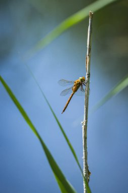 Yeşil gözlü hawker yusufçuk Aeshna ikizkenar, sazlık dinlenme closeup. Bu sadece iki kahverengi hawkers Avrupa'da bulunan biridir