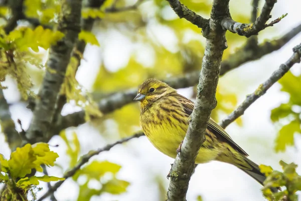 Closeup Yellowhammer Bird Emberiza Citrinella Perching Branch Singing Green Forest — Stock Photo, Image