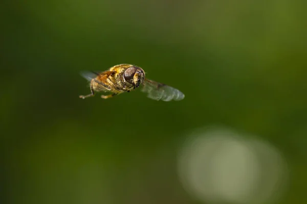 Беспилотник Eristalis Tenax Насекомое Полете Солнечный День Течение Весеннего Сезона — стоковое фото