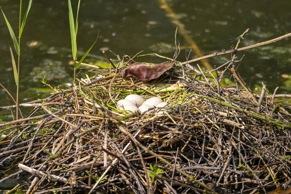 Zbliżenie Łyska Fulica Atra Siedząc Gniazdo Jajami Sezonie Wiosna — Zdjęcie stockowe