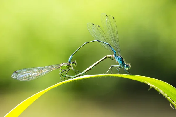 雌雄蓝尾蝶或普通蓝尾燕鸥的特写 使交配对呈心形或轮状 — 图库照片