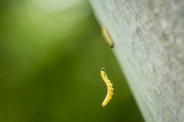 Close Van Een Plaag Larven Rupsen Van Yponomeutidae Spinselmotten Familie — Stockfoto