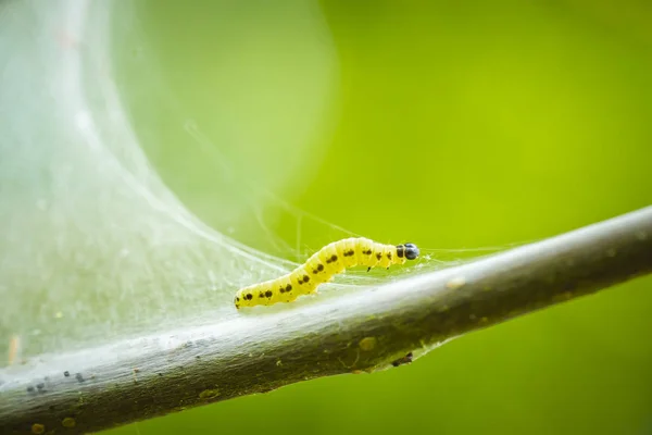 Bir böcek larvaları tırtıllar Yponomeutidae aile veya Ermin pervane, ağaca kurulan ortak ağları, closeup.