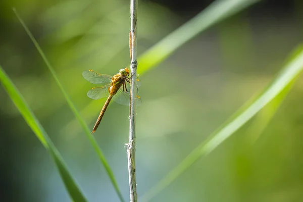 Closeup Green Eyed Hawker Dragonfly Aeshna Isoceles Resting Reeds One — Stock Photo, Image