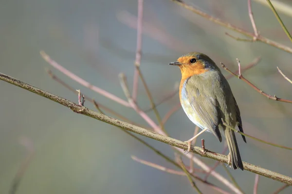 春季交配季节 欧洲知更鸟 Erithacus Rubecula 在阳光下歌唱 — 图库照片