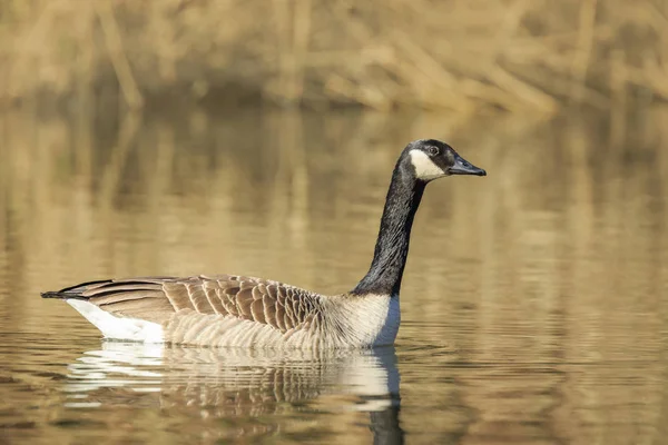 Close Canada Goose Branta Canadensis Reflection Swimming Pond — Stock Photo, Image