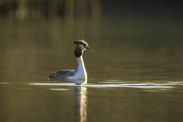 Retrato Cerca Gran Sebo Cresta Podiceps Cristatus Nadando Superficie Del — Foto de Stock