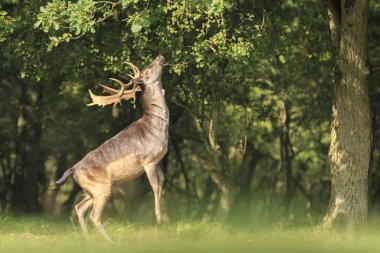 Sonbahar sezonu boyunca karanlık bir yeşil orman yapraklarda ulaşmak için düz arka ayakları üzerinde gurur erkek alageyik geyik, Dama Dama, büyük boynuzları ayağa kalk.