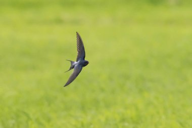 Bir kırlangıcı (Hirundo rustica) uçuş closeup. Swallow dünya ve Estonya ulusal kuş en yaygın türü.