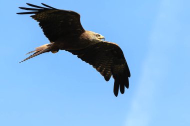 Siyah uçurtma Milvus migrans Yırtıcı Kuş Uçuş, güneşli bir günde avcılık.