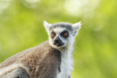 Bir ormanda ağaçta ring-tailed lemur (Lemur catta) portre portre tünemiş. Bu primatlar Adası Madagaskar'a yerli vardır. 