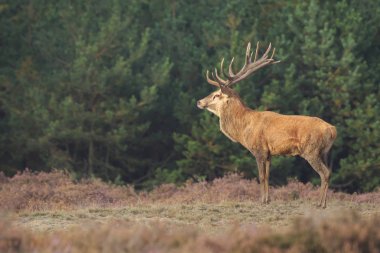 Kızıl geyik Cervus elaphus araziler ile arka planda karanlık bir orman içinde azgın sezonunda büyük boynuzları ile özel. 