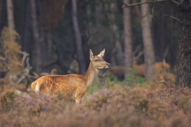 Heatland içinde azgın sezonunda poz bir dişi kırmızı geyik doe Cervus elaphus, yakın çekim.