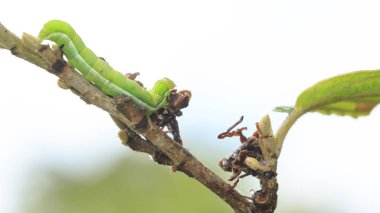 Bir tırtıl ya da açı tonları güve (Phlogophora meticulosa) besleme larva closeup doğada bırakır.