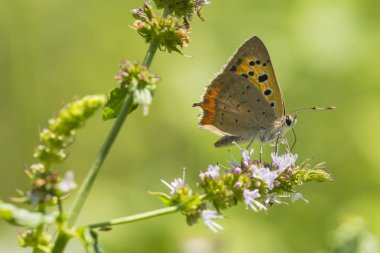 Küçük ya da yaygın bir bakır kelebeğine yakın, Lycaena phlaeas, parlak güneş ışığıyla dolu çiçekli ve canlı bir çayırda beyaz çiçeklerle besleniyor..