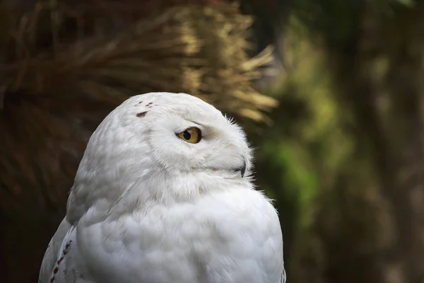 Closeup Portrait White Snowy Owl Bubo Scandiacus Bird Prey Dark — Stock Photo, Image