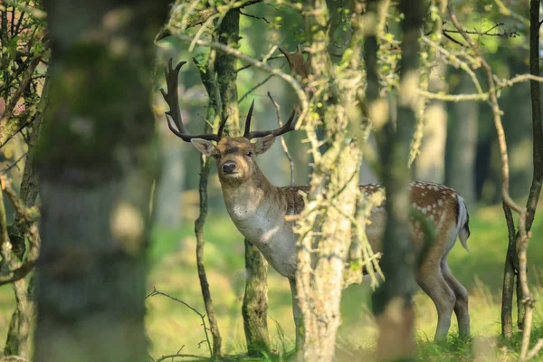 Close Portrait Male Fallow Deer Stag Dama Dama Showing Rutting — Stock Photo, Image