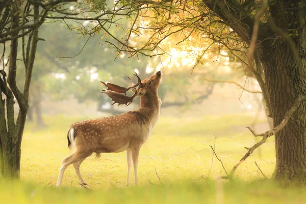 Proud Male Fallow Deer Stag Dama Dama Big Antlers Foraging — Stock Photo, Image