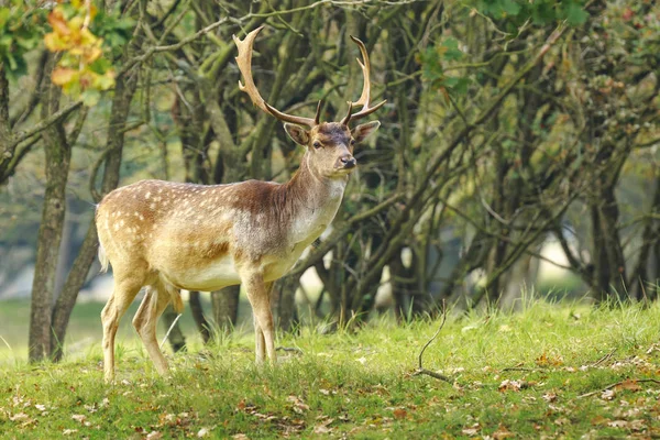 Big Fallow Deer Buck Dama Dama Con Grandi Corna Passeggiando — Foto Stock