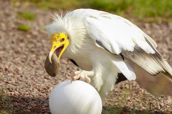 Mısır akbabası (Neophron percnopterus) bir yırtıcı kuş, olarak da adlandırılan beyaz çöpçü akbaba veya pharaoh'ın tavuk, onun gagasında bir taş ile büyük bir beyaz yumurta kırma.