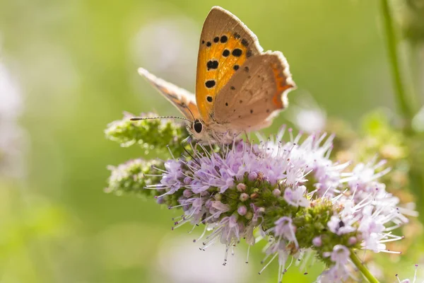 Primer Plano Una Pequeña Común Mariposa Cobre Lycaena Phlaeas Néctar — Foto de Stock